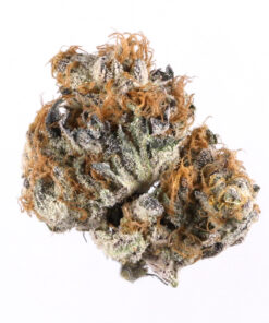 Blue Coffee Strain,best strains 2023,y life strain,coffee cream strain,coffee creamer strain