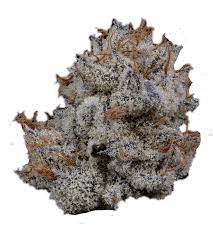 Violet Fog Strain,violet fog strain illicit ,violet fog weed strain ,violet fog strain review,violet fog #1 strain