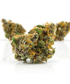 Galactic Runtz Strain,galactic runtz weed strain ,galactic runtz strain allbud,galactic runtz strain info,