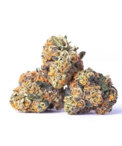 Government Oasis Strain,government oasis weed strain ,government oasis strain review,